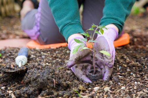 Waddington Community Orchard Project